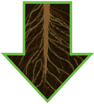 A DOWNWARD ARROW OF ROOTS