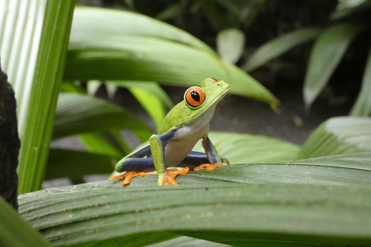 Frog on a leaf